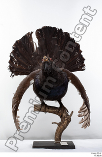 Western capercaillie whole body 0003.jpg